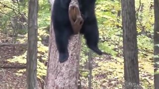 Having himself a big think up on a tree