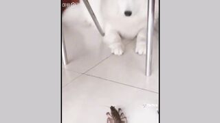 Dogs (tiktok)
