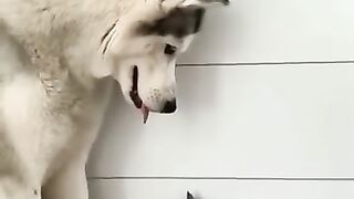 videoplayback.mp4