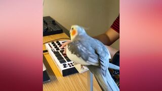 parrot song and parrot talking