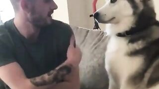 husky cute sceen