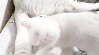 Cute Cat Babies and Mom