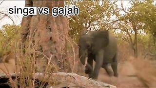 Singa VS gajah