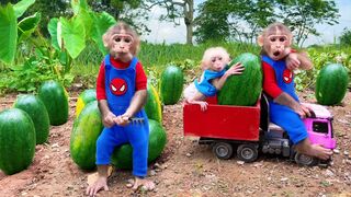 Farmer Bu Bu and baby monkey Su take care of the watermelon garden