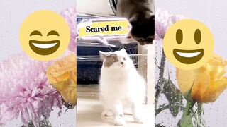 cute cat