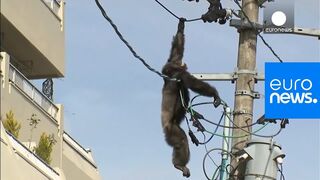 Chimp escape Primate swings from live power line, falls from electricity pole