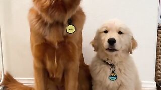 cute dog (tiktok0