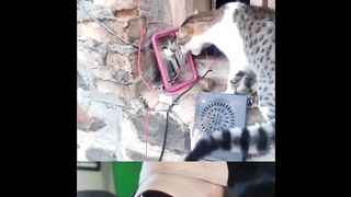 Funny cat vs mirror cat ???? ????????????