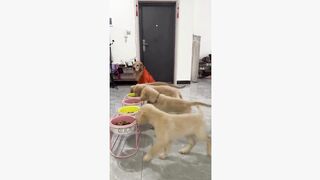 #dogsoftiktok #funnyvideos #fyp