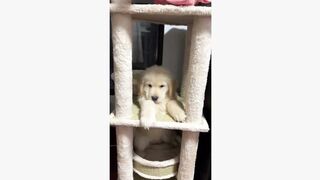 #dogsoftiktok #funny #funnyvideo #foryou