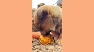 #funnyvideos #fyp #foryou #doglover