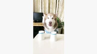 #funnyvideos #fyp #foryou #doglover