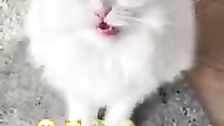 challenge tik tok cat