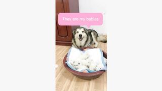 #funnyvideos #fyp #foryou #doglover