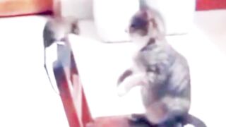 cat playing with mouse