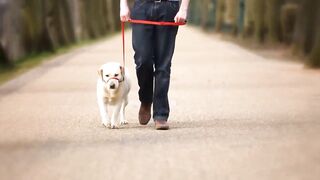 The 10 Extreme Loyal Dogs Breeds