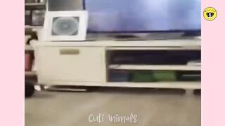 Funniest Animals | Funny Dog And Cat | Funny Animals Video
