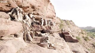 The Greatest Fights In The Animal Kingdom
