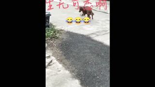Funniest video part 3 upcoming part 4