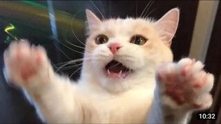 Funny animals - Funny cats / dogs - Funny animal videos. Memes