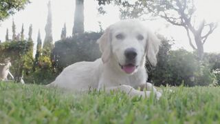 (Ad click) cute puppy