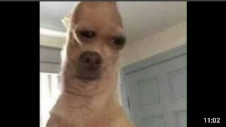 Animal memes to watch when depressed