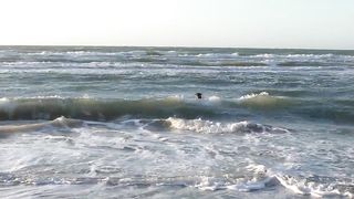 Happy dog on the beach