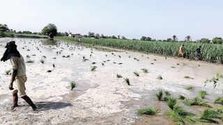 Fields 2