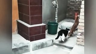 The super power moment of the full-level cat is super-burning