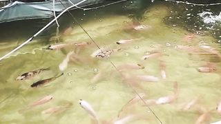 Kolam ikan nila di belakang rumah kakek