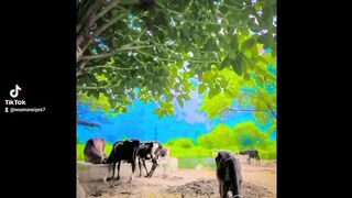 Farmers 3