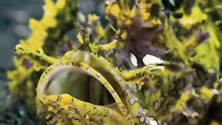 Amazing videos 10
