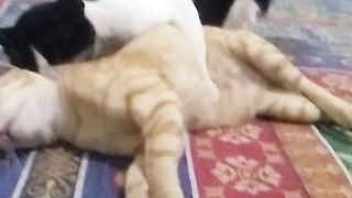 Animal lovers 142