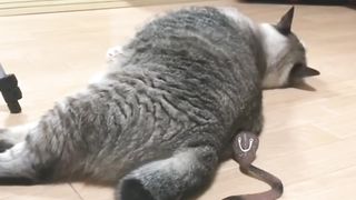 Surprised cat