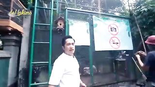 Burung Manyar wowww Amazing ,,hanya ditangan yang tepat bisa nurut begini ...