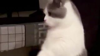 Cute cat 65