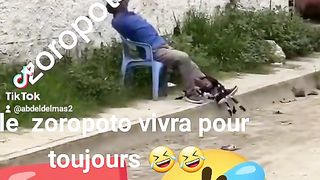 Le  zoropoto