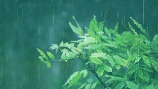 Music and a natural atmosphere that makes you relax