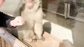 Best Animals