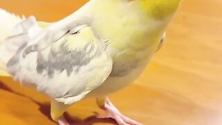 Bird's lover♥️????