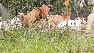 cattle breeding