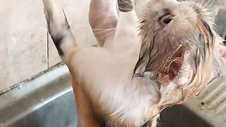Kucing mandi dulls