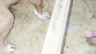 Dogs video 2