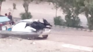 Crows Feeding
