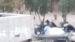Crows Again