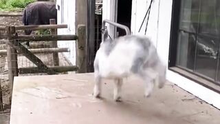 Happy goat.. ???? | Animal Love | Funny Video