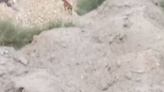 Stray dog