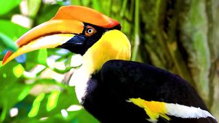 The Greatest BIRD COLLECTION 1
