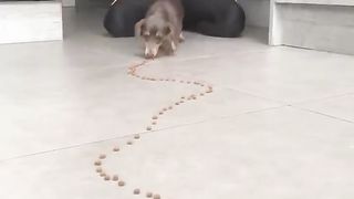 Your daily dose of funny cute dogs 2