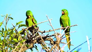The Greatest BIRD COLLECTION 2